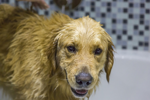 A dog having a wash