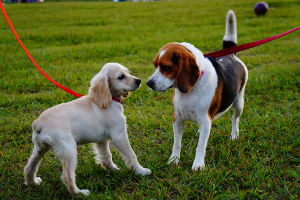 two dogs meeting in the park