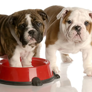 Is it Safe for Dogs to Drink Out of Communal Water Bowls?