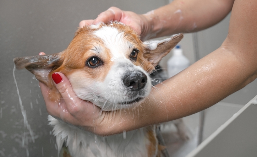 how do dog groomers keep dogs calm