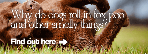 Why Do Dogs Roll in Fox Poo and Other Smelly Things?