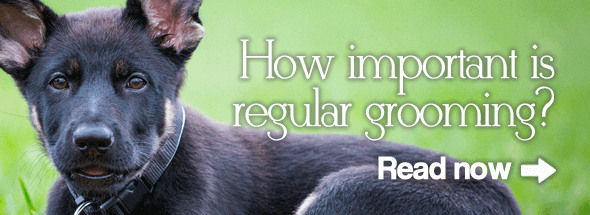 How Important is Regular Grooming?